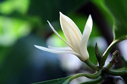 Magnolia Flower | Hongkonger's most beloved aroma - APTIVA