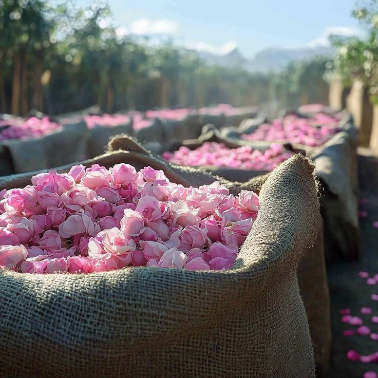 Discover Rose for Early Spring - APTIVA