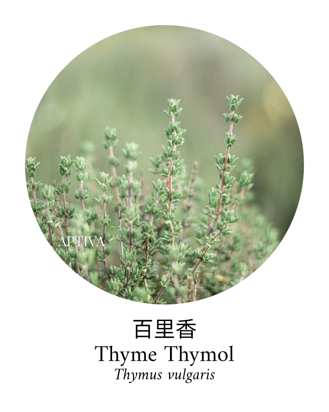 Thyme Thymol Essential Oil