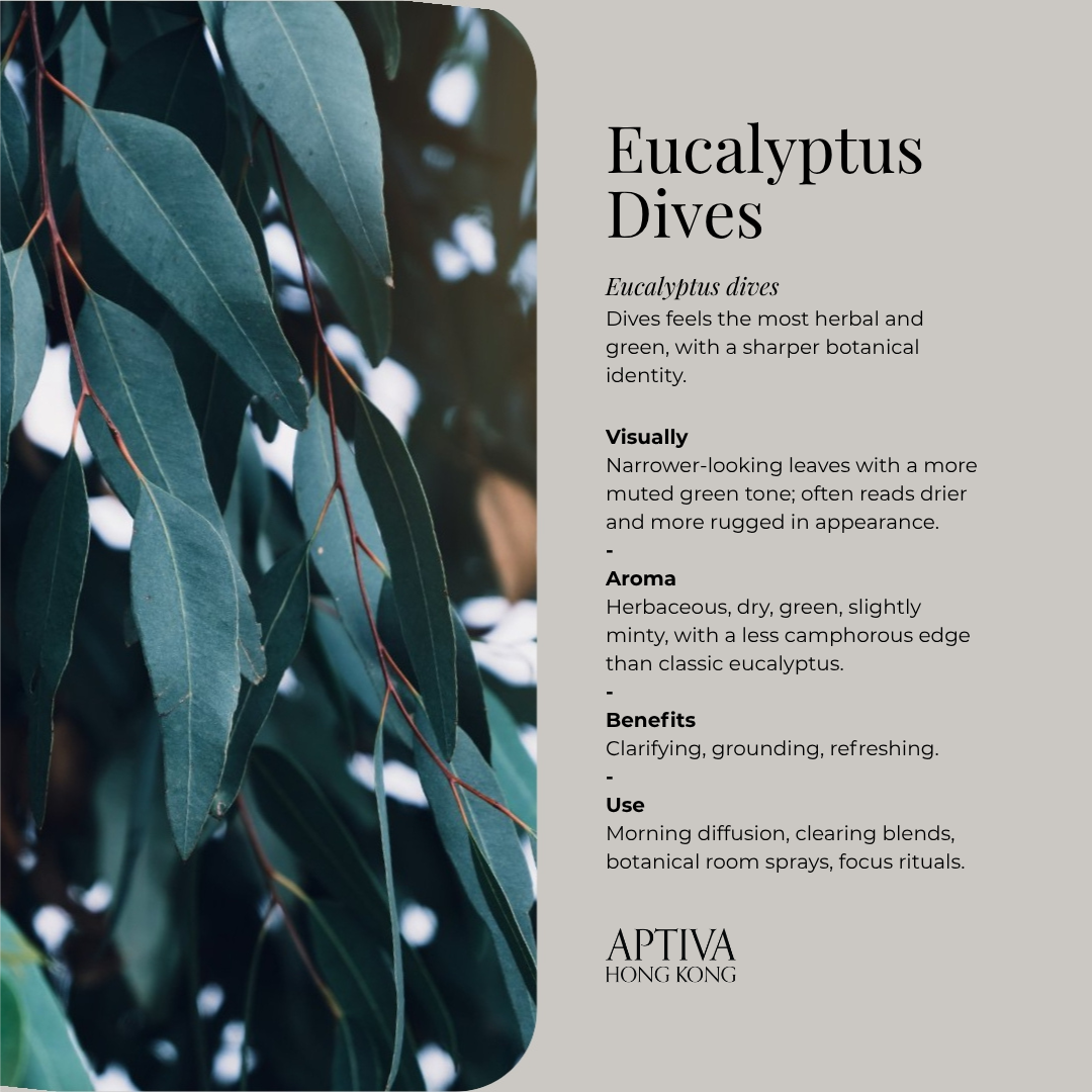 Eucalyptus Dives Essential Oil