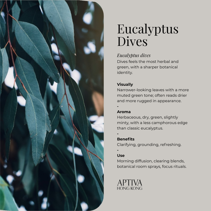 Eucalyptus Dives Essential Oil