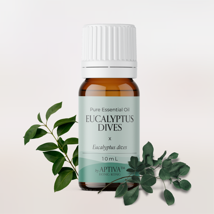 Eucalyptus Dives Essential Oil