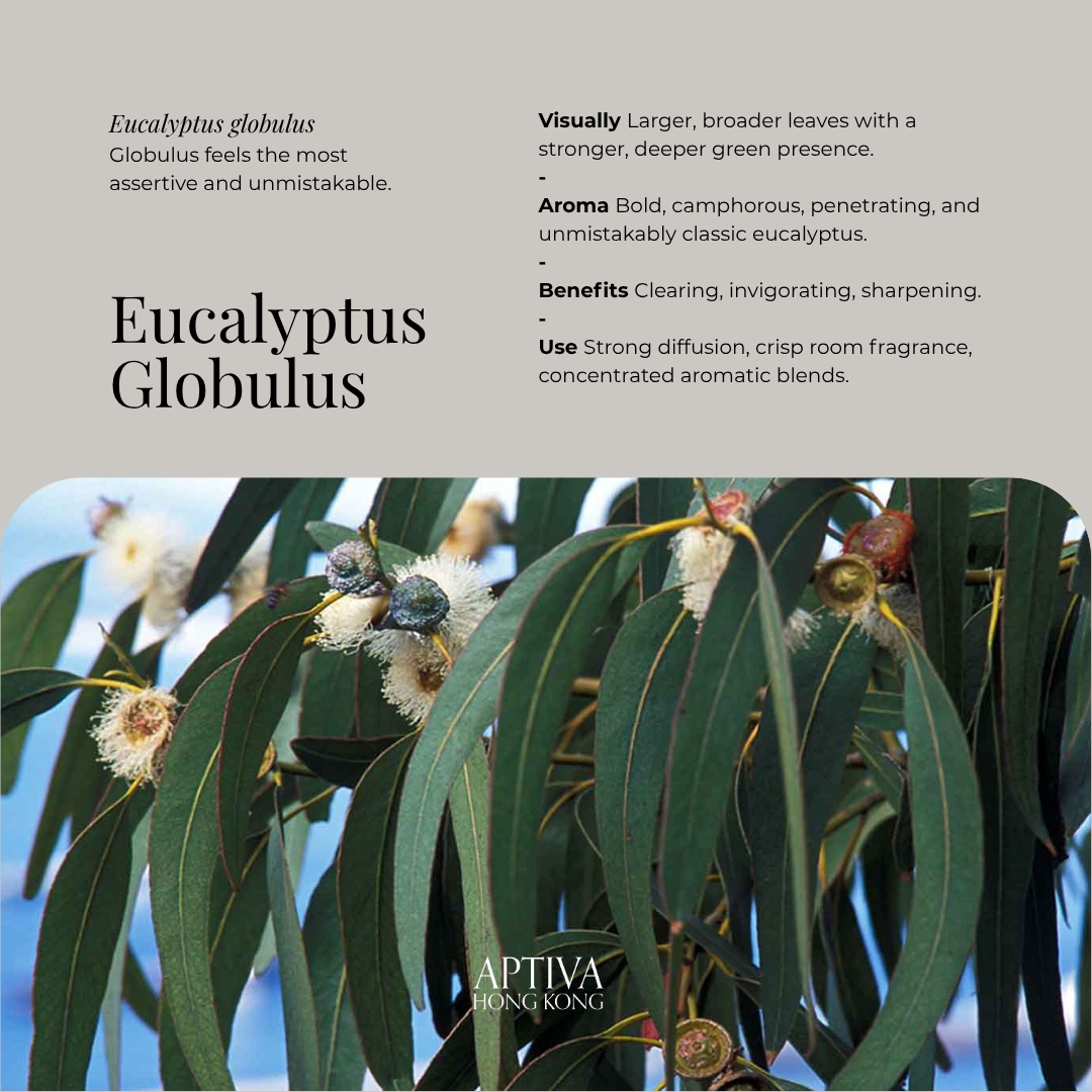 Organic Eucalyptus Globulus Essential Oil