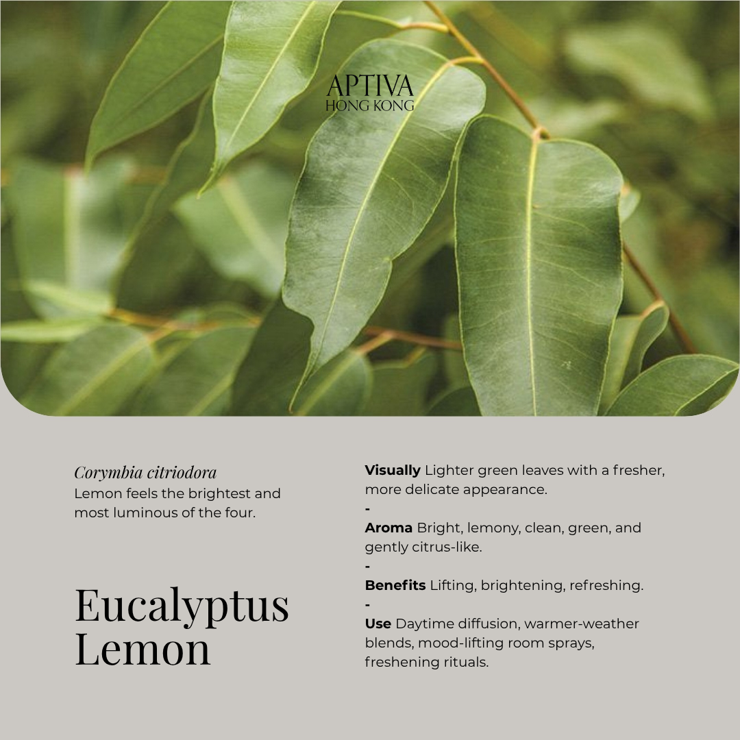 Organic Eucalyptus Lemon Essential Oil