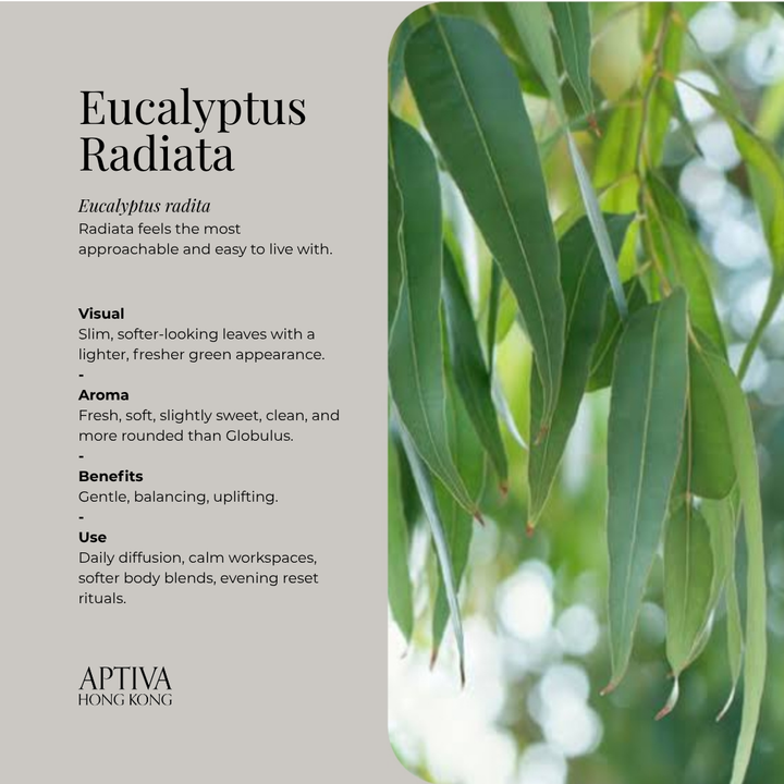 Organic Eucalyptus Radiata Essential Oil