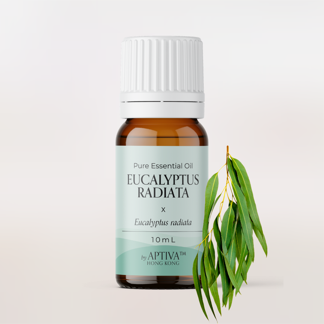 Organic Eucalyptus Radiata Essential Oil