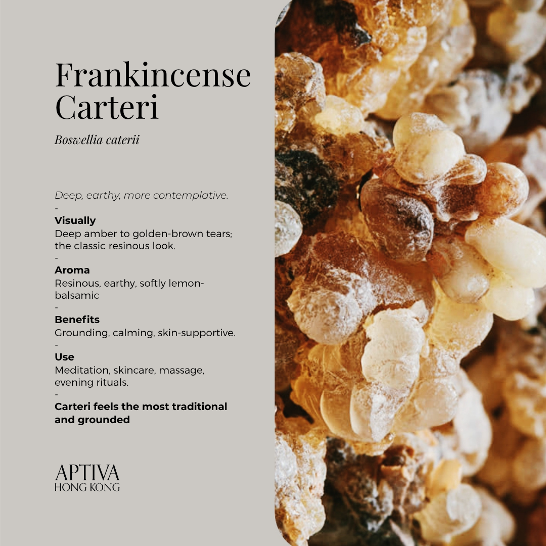 Frankincense Carteri Pure Essential Oil
