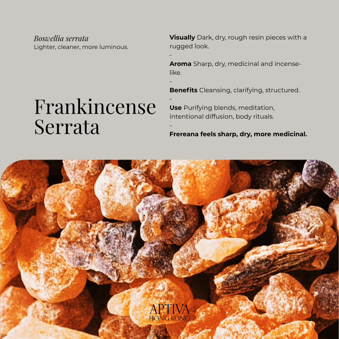 Organic Frankincense Serrata (Indian) Essential Oil