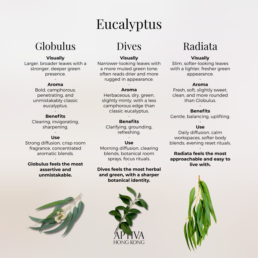 Eucalyptus Dives Essential Oil