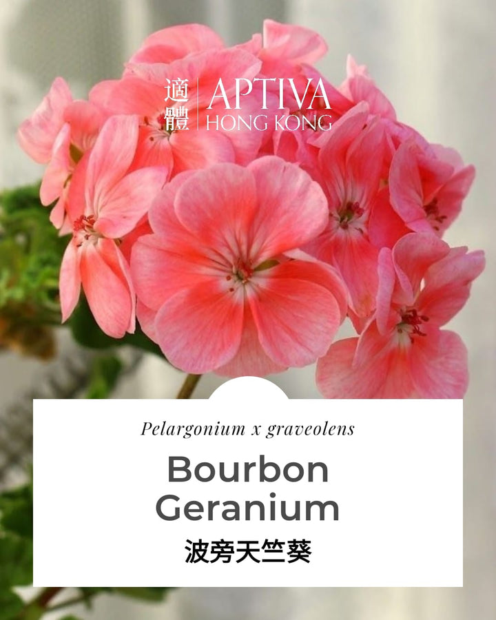Bourbon (Rose) Geranium Essential Oil