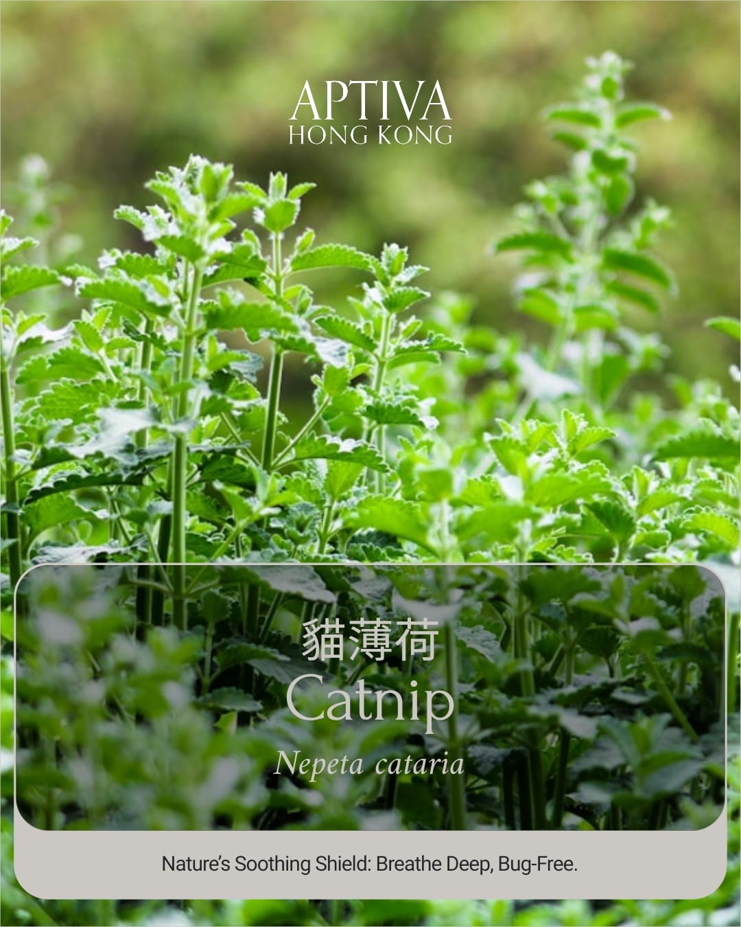 Catnip Essential Oil - APTIVA
