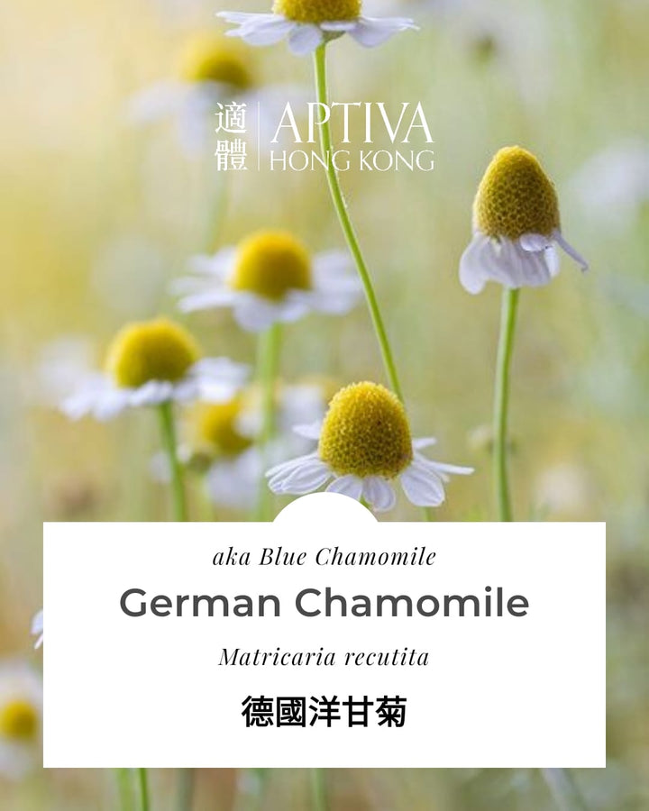 German (Blue) Chamomile Essential Oil - APTIVA