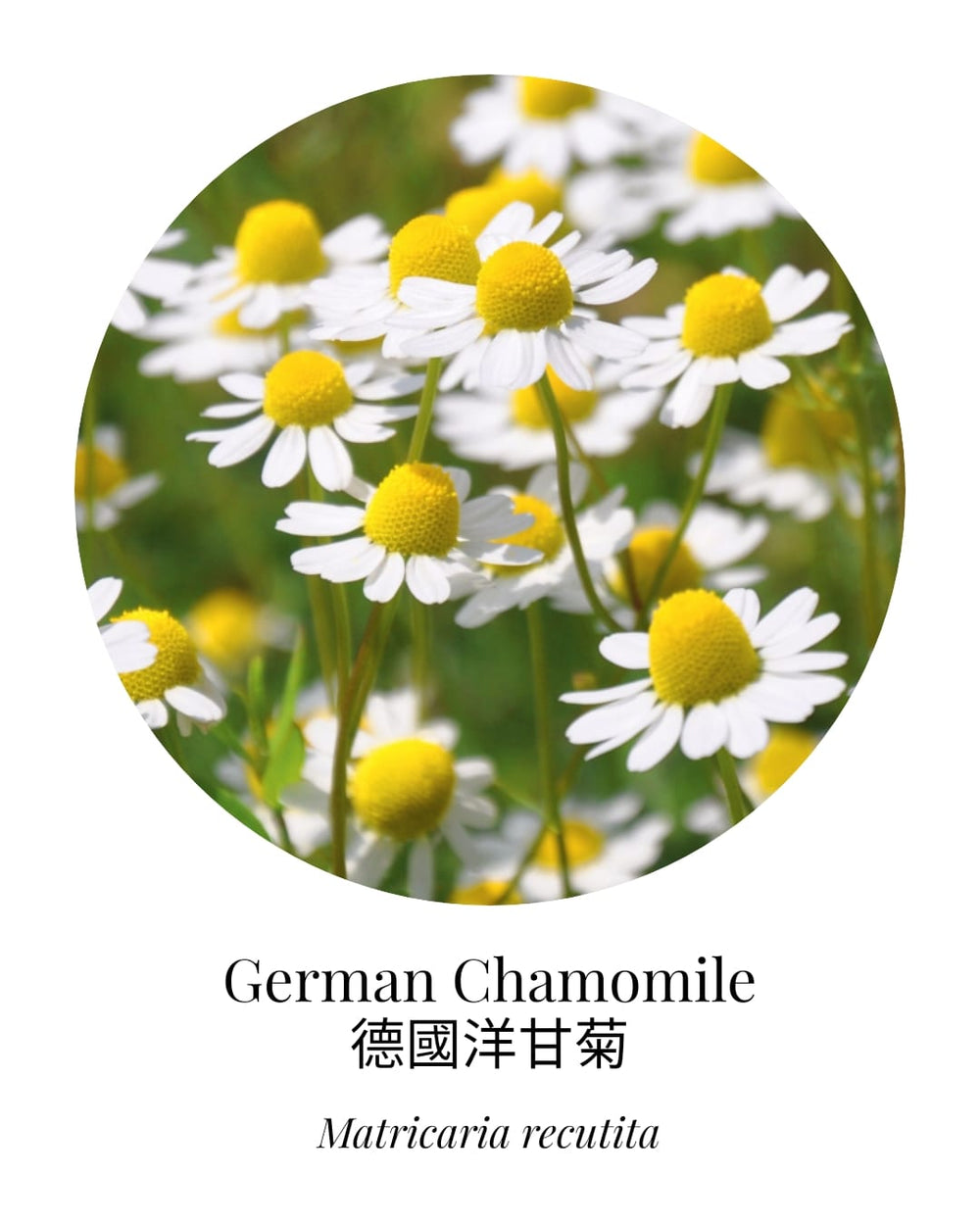 German (Blue) Chamomile Essential Oil - APTIVA