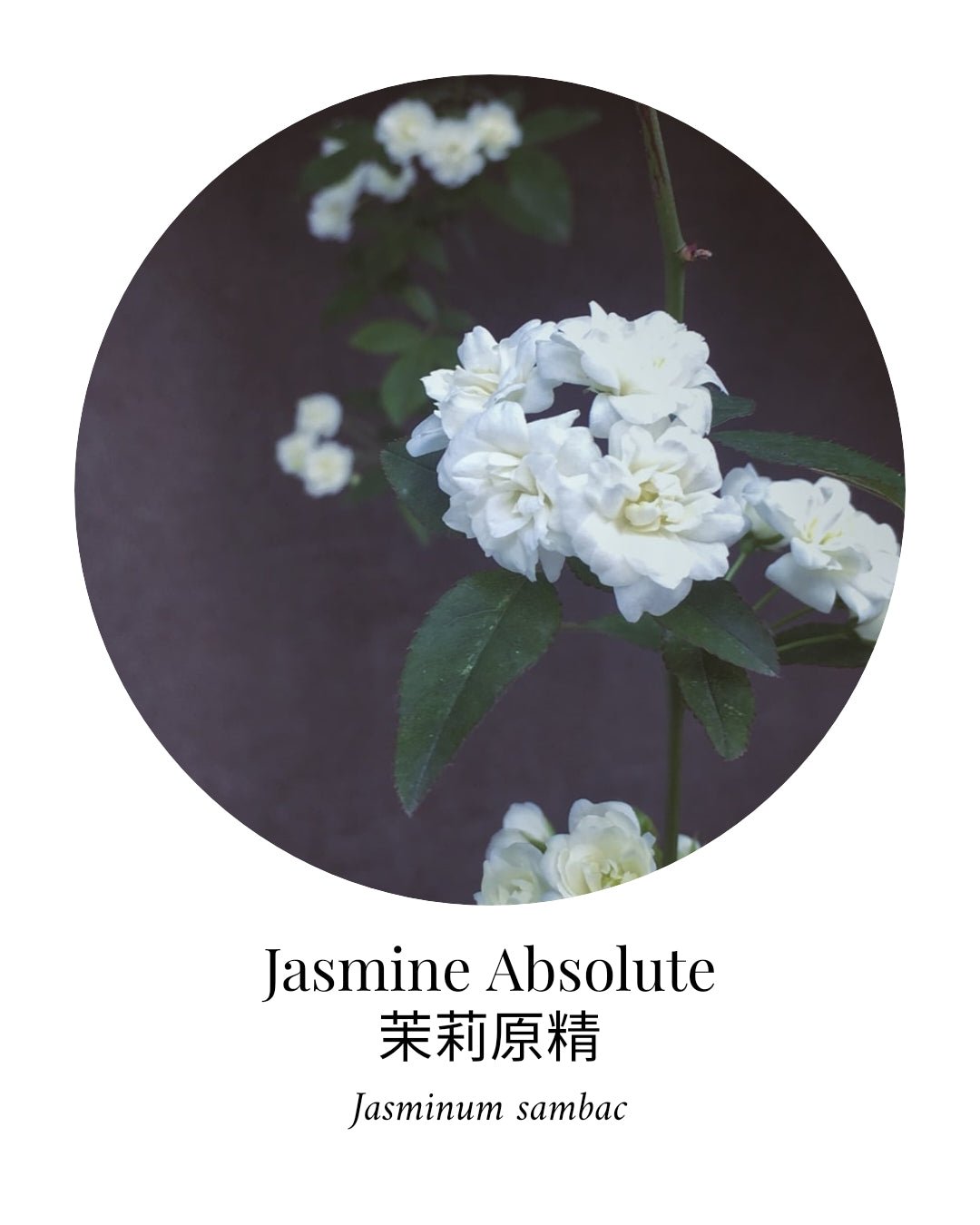 Jasmine Absolute Essential Oil - APTIVA Essential Oil