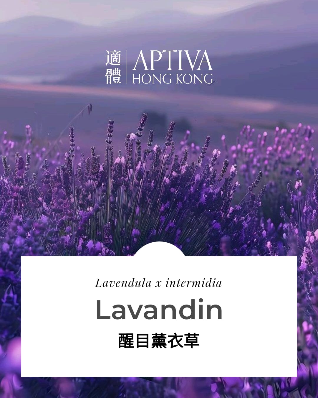 Lavandin Essential Oil - APTIVA