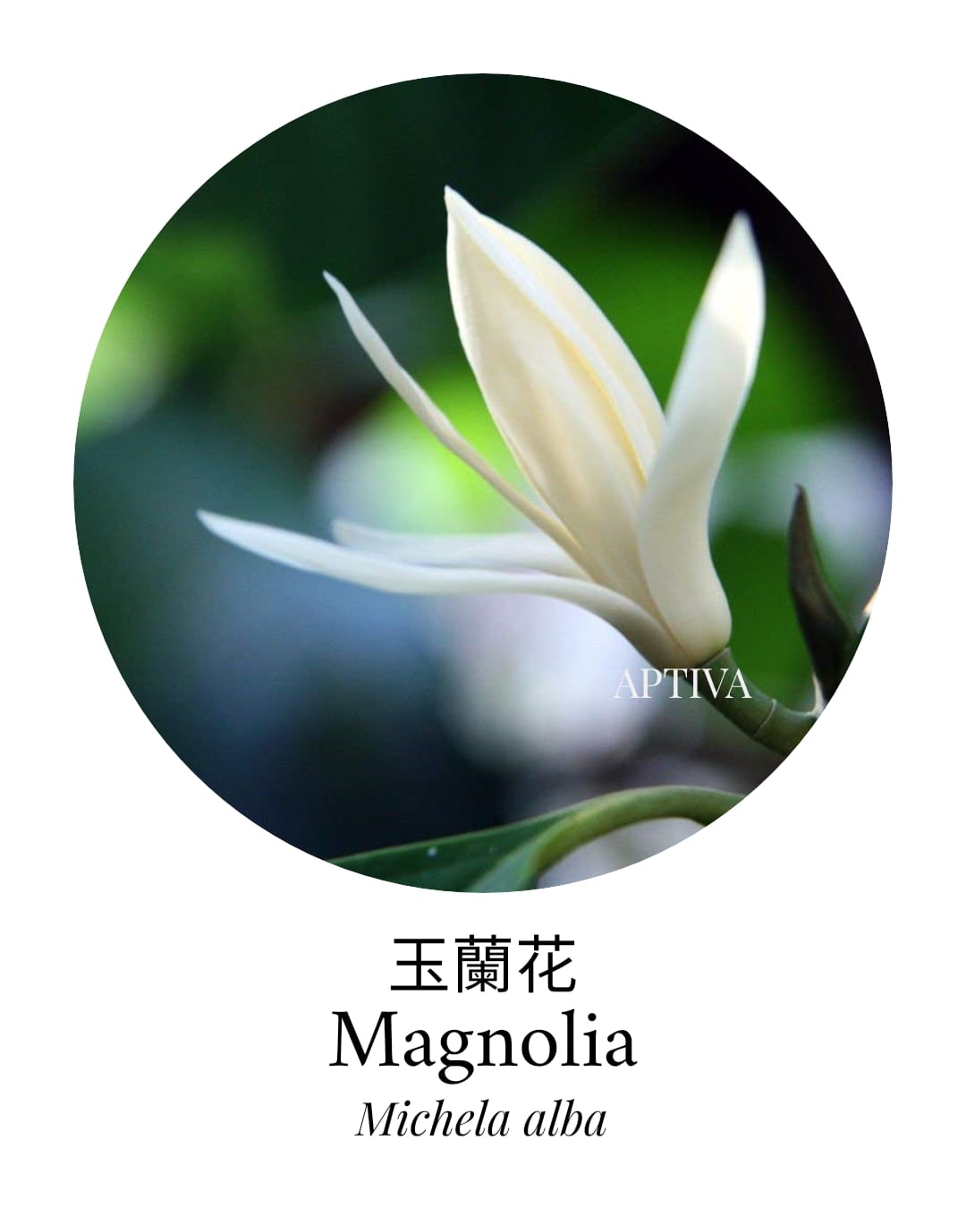 Magnolia Flower Essential Oil - APTIVA