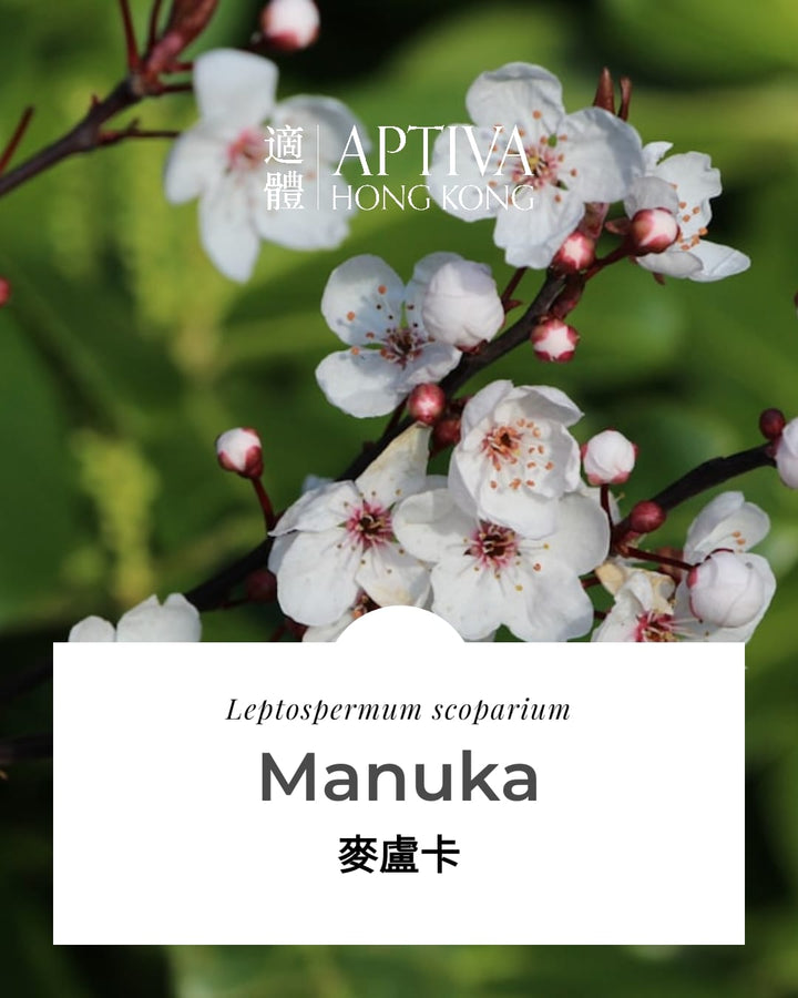 Manuka Essential Oil - APTIVA