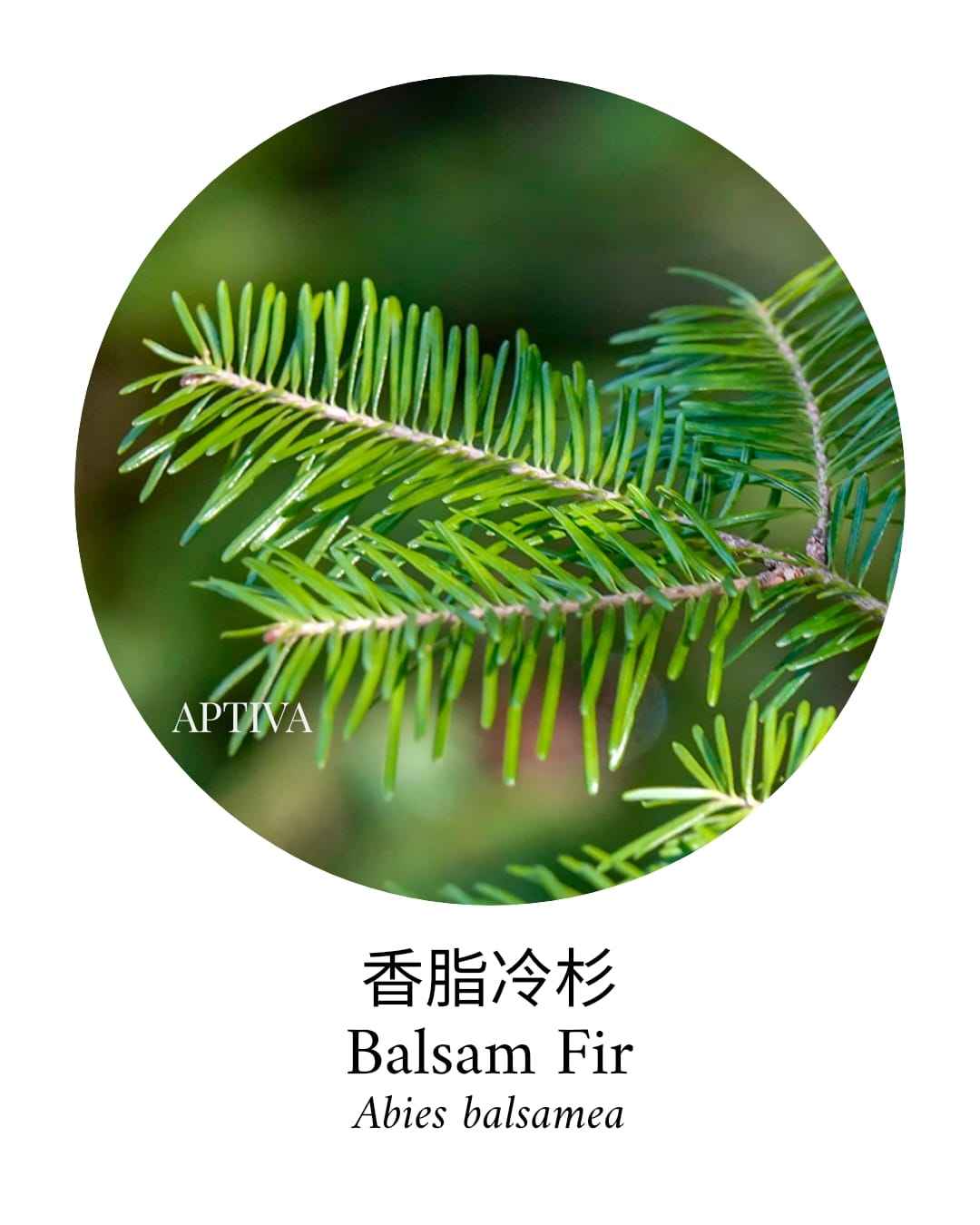 Organic Balsam Fir Essential Oil - APTIVA Essential Oil