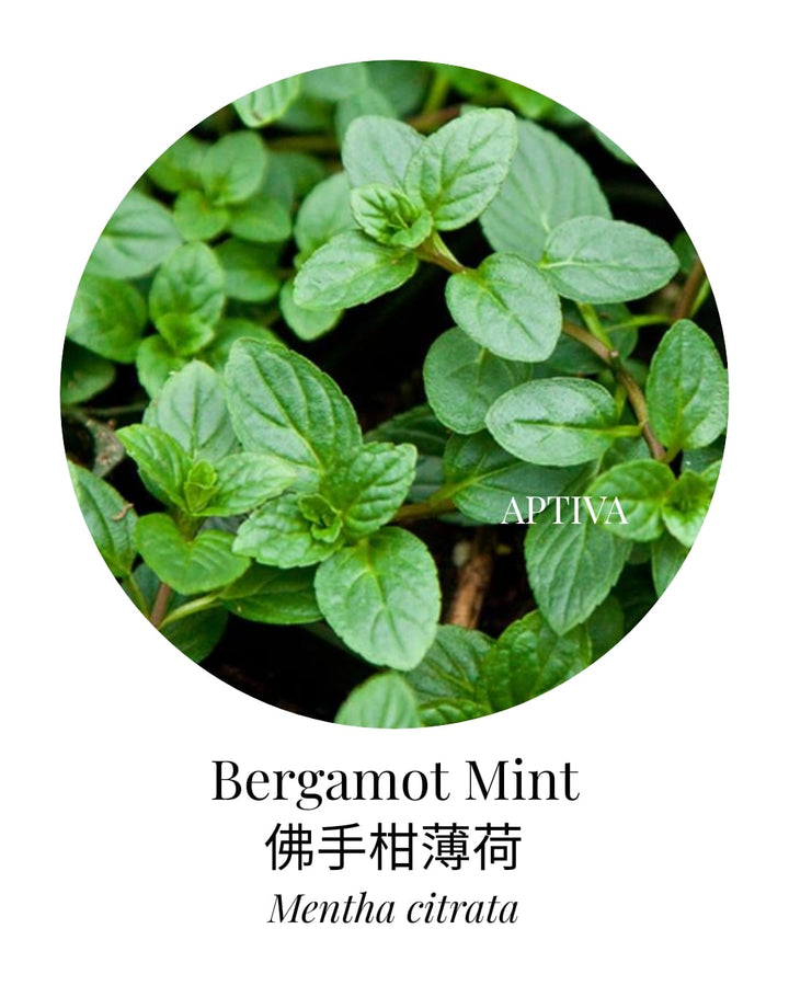 Organic Bergamot Mint Essential Oil - APTIVA Default Title Essential Oil