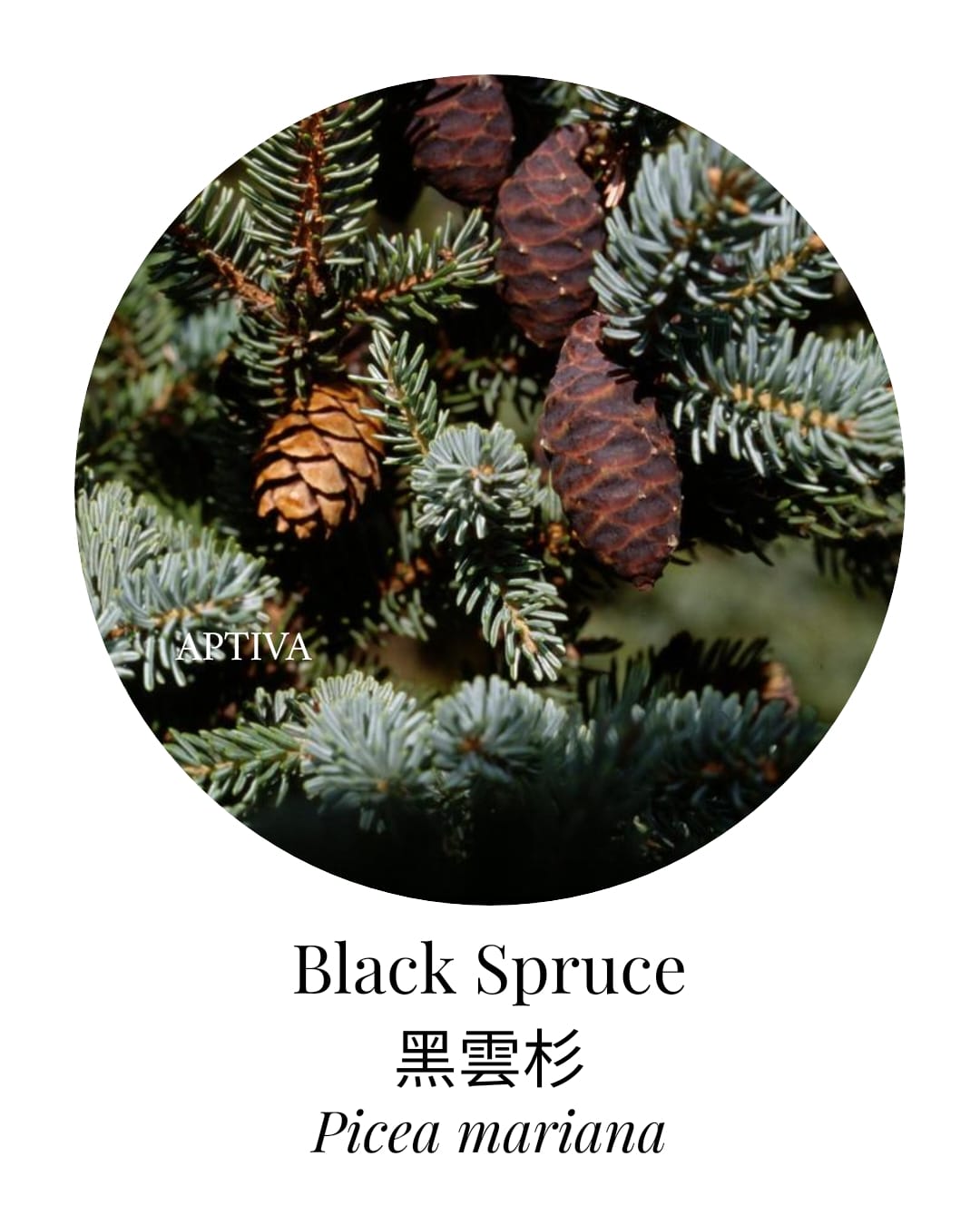 Organic Black Spruce Essential Oil - APTIVA