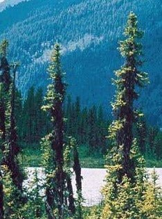 Organic Black Spruce Essential Oil - APTIVA