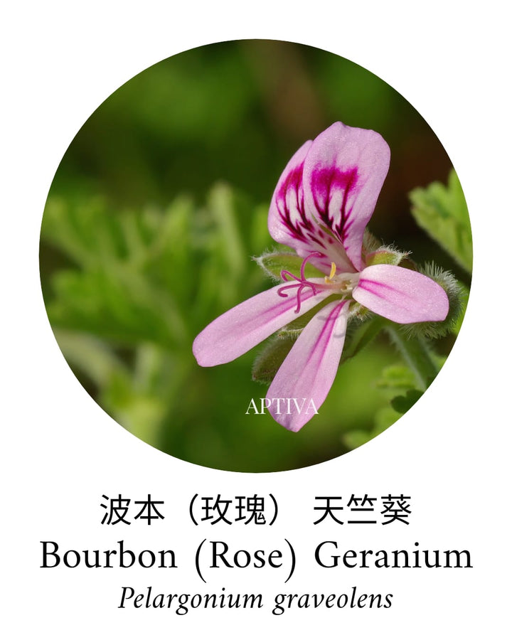 Organic Bourbon (Rose) Geranium Essential Oil - APTIVA Essential Oil