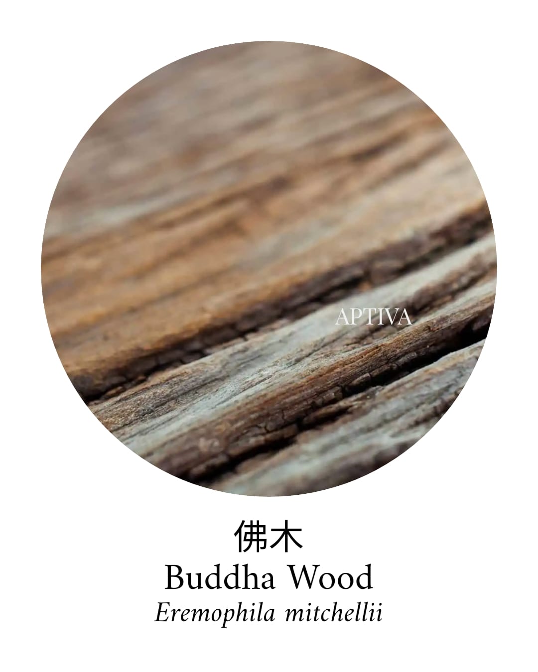 Organic Buddha Wood Essential Oil - APTIVA Essential Oil