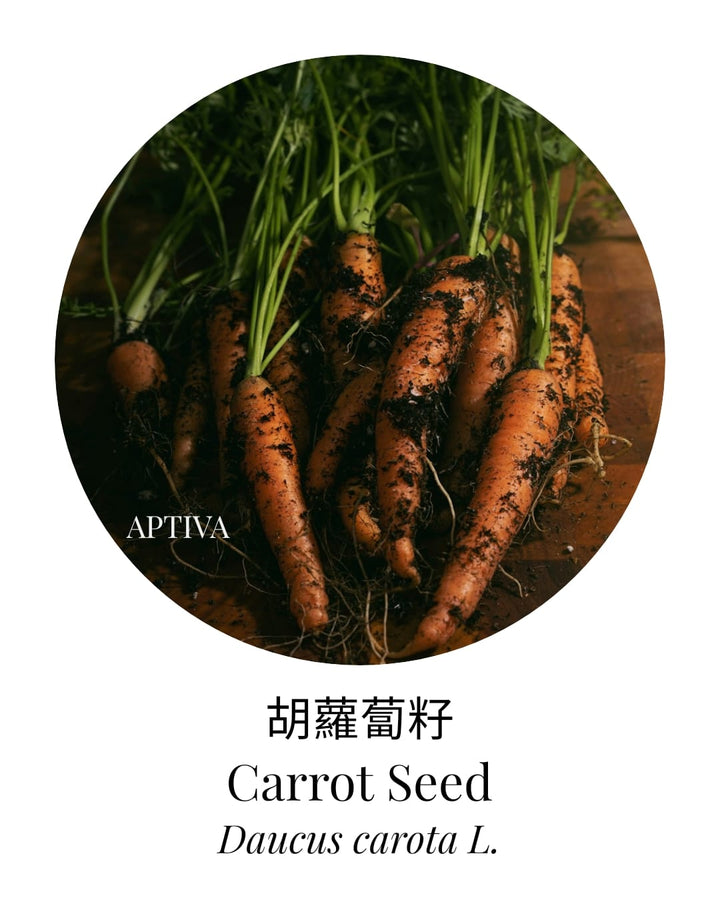 Organic Carrot Seed Essential Oil - APTIVA Essential Oil