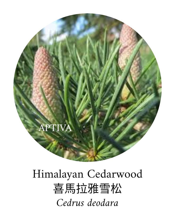 Organic Cedarwood Himalayan Essential Oil - APTIVA Essential Oil