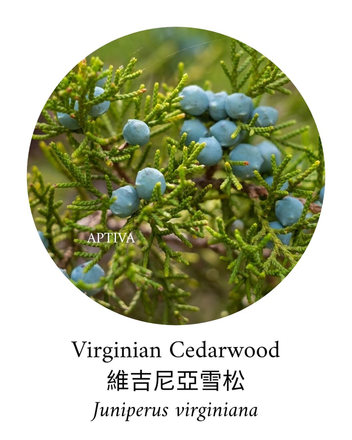 Organic Cedarwood Virginian Essential Oil - APTIVA Essential Oil