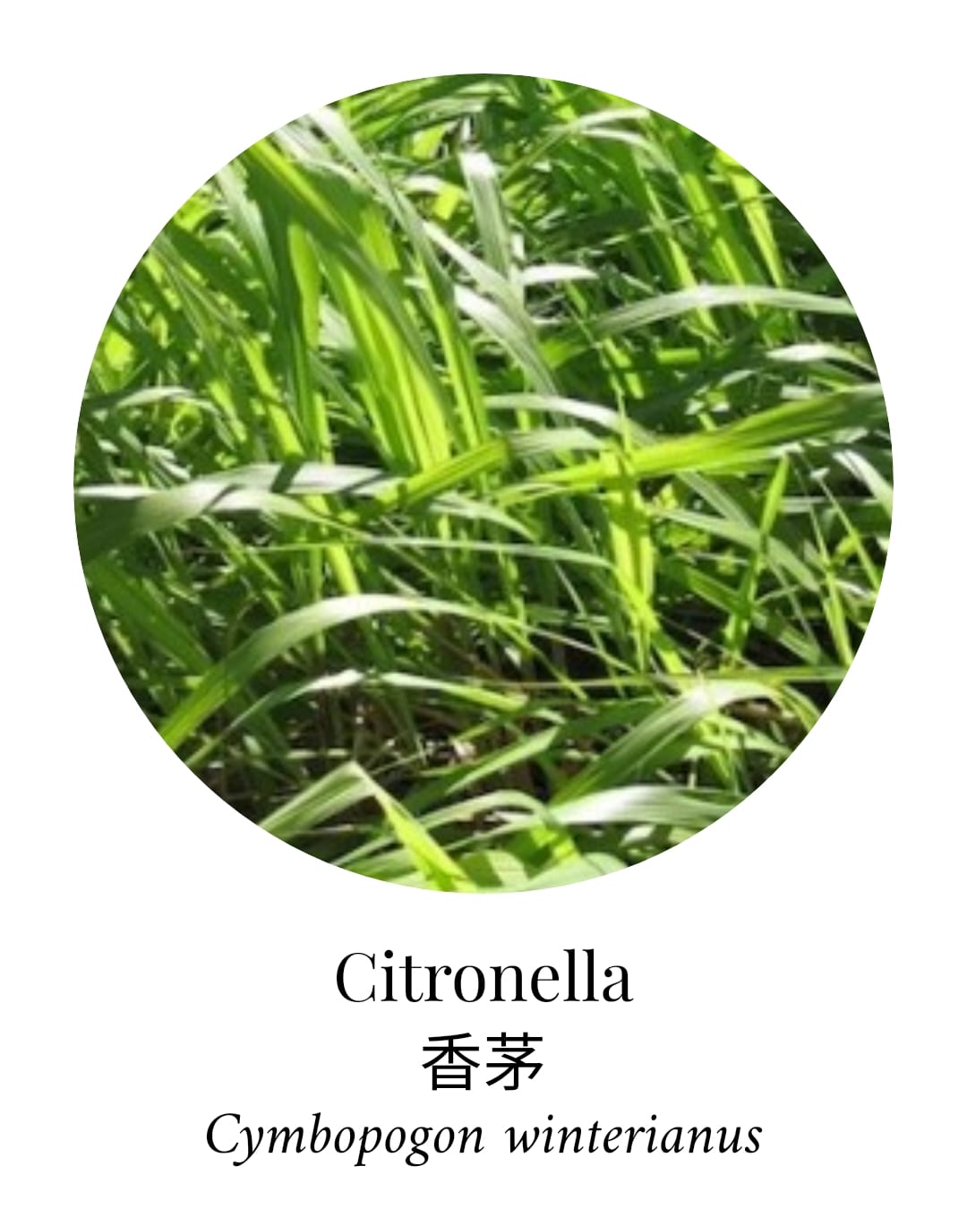 Organic Citronella Essential Oil - APTIVA