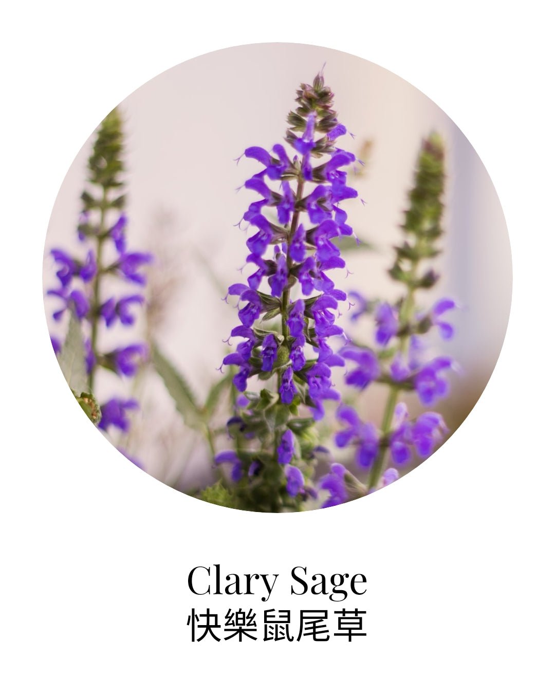 Organic Clary Sage Pure Essential Oil - APTIVA Essential Oil