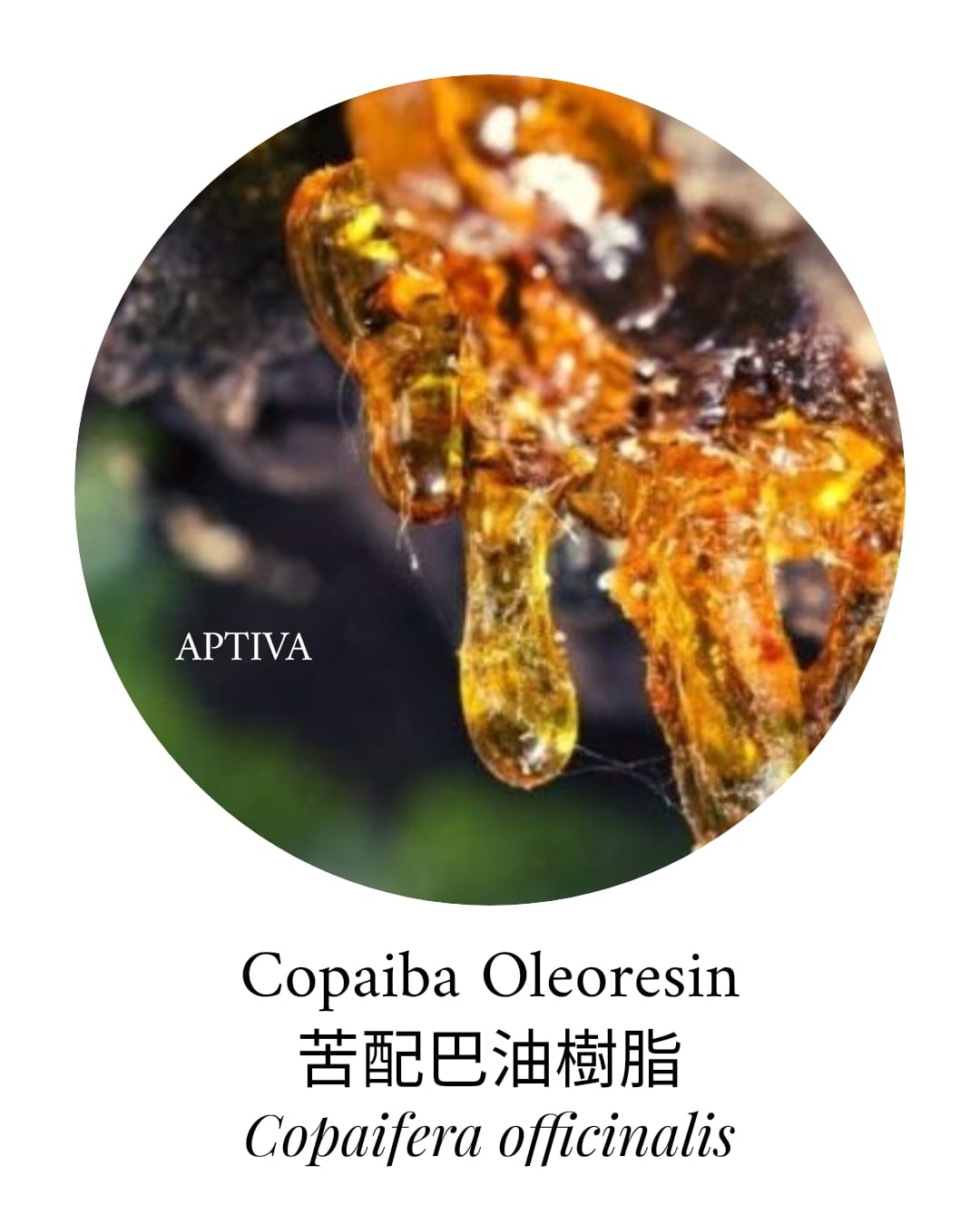 Organic Copaiba Oleoresin Essential Oil - APTIVA