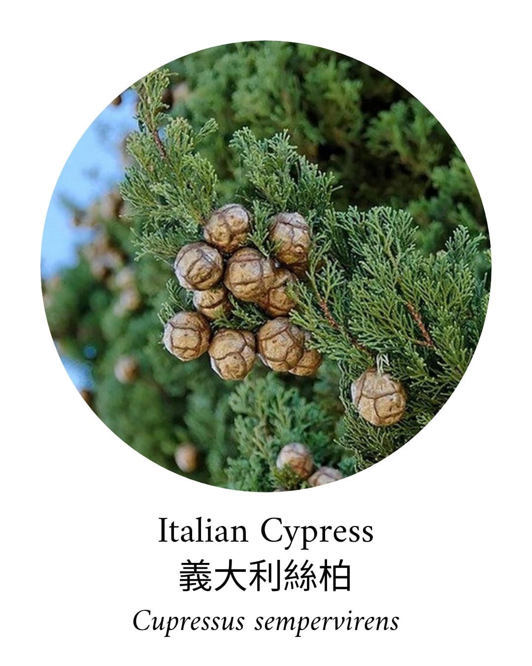 Organic Cypress Essential Oil - APTIVA Essential Oil