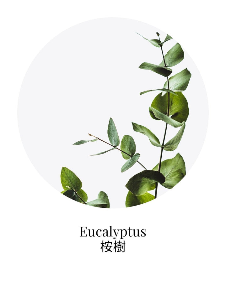 Organic Eucalyptus Globulus Essential Oil - APTIVA