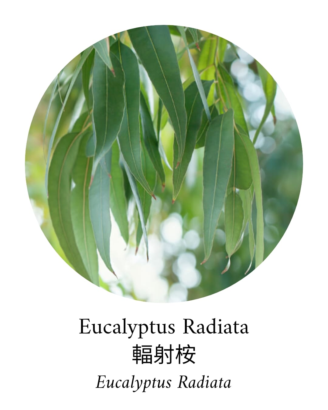 Organic Eucalyptus Radiata Essential Oil - APTIVA