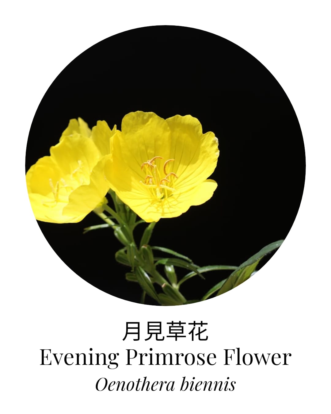 Organic Evening Primrose - APTIVA Default Title Carrier Oil