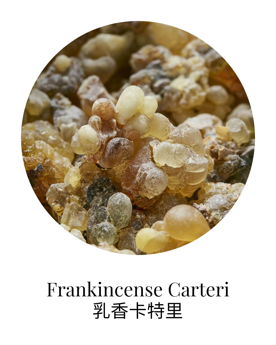 Organic Frankincense Carteri Essential Oil - APTIVA Essential Oil