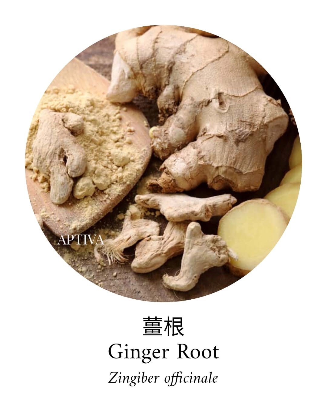 Organic Ginger Root CO2 Essential Oil - APTIVA Essential Oil