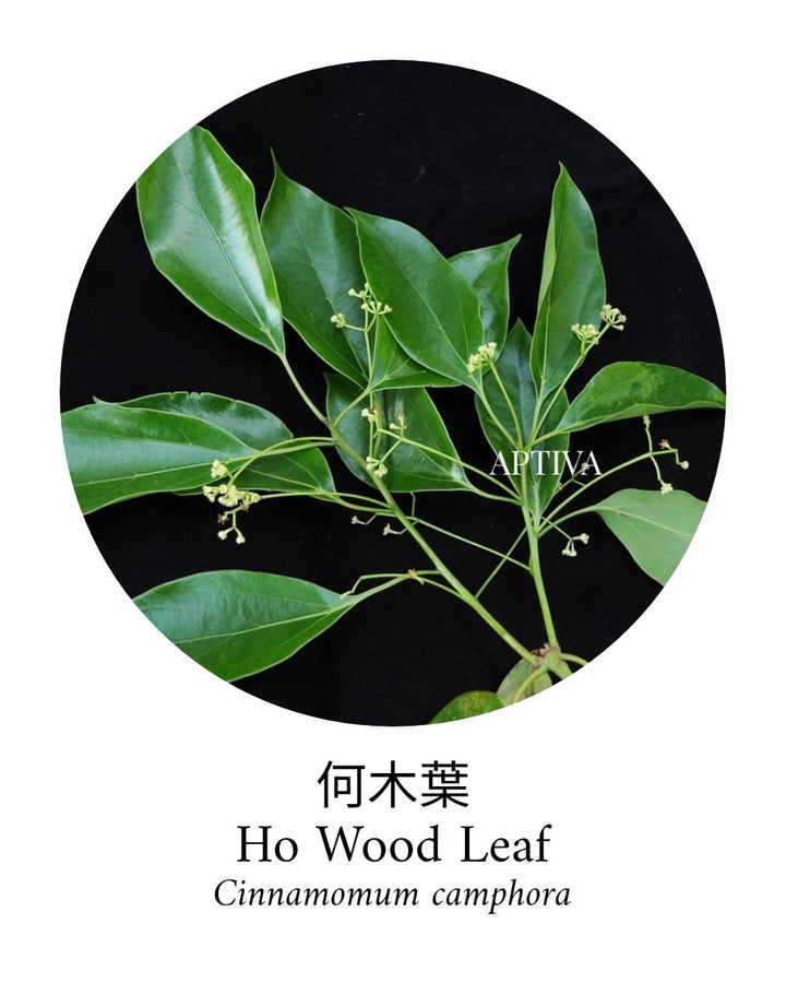 Organic Ho Wood Essential Oil - APTIVA Essential Oil