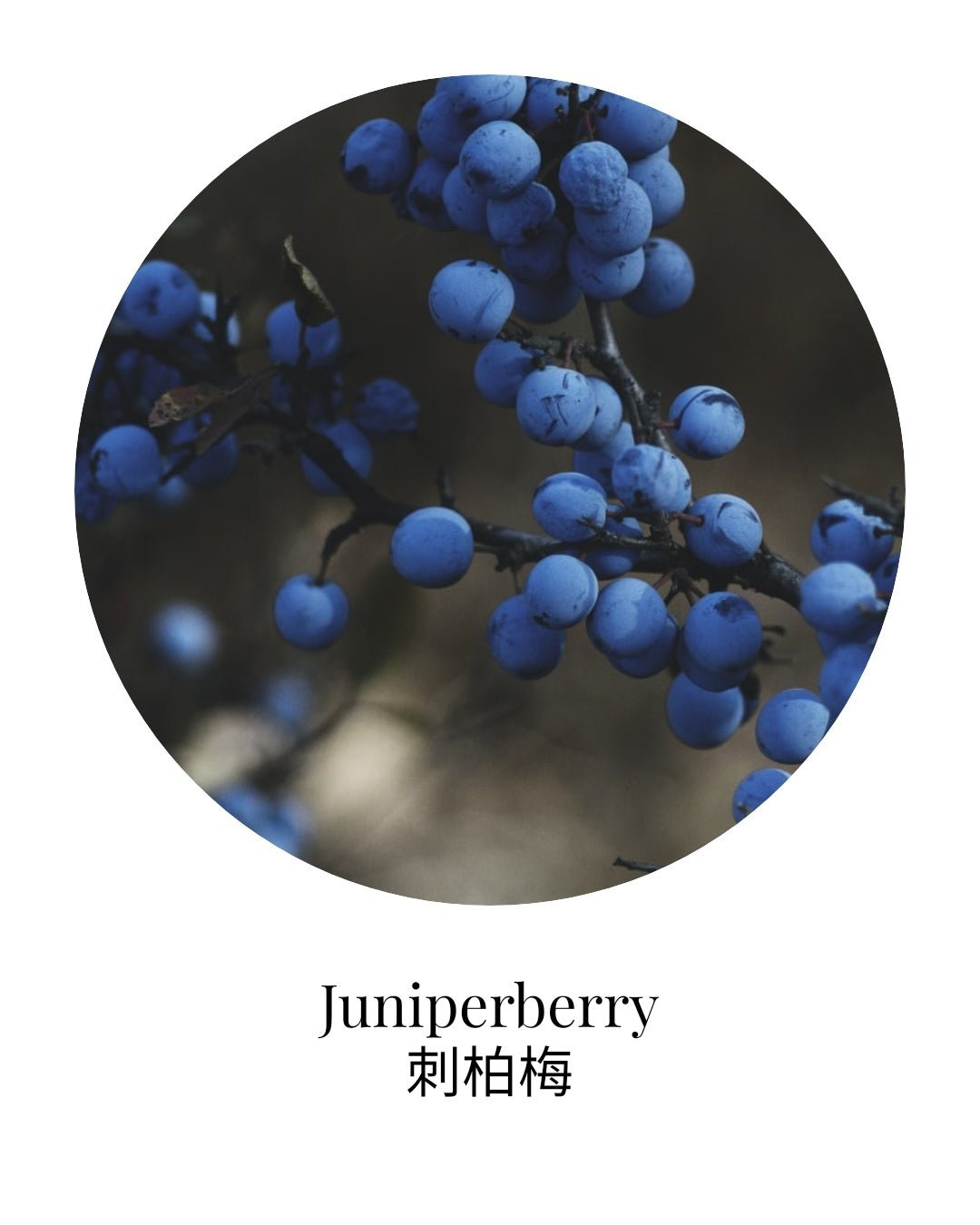 Organic Juniper Berry Essential Oil - APTIVA Essential Oil