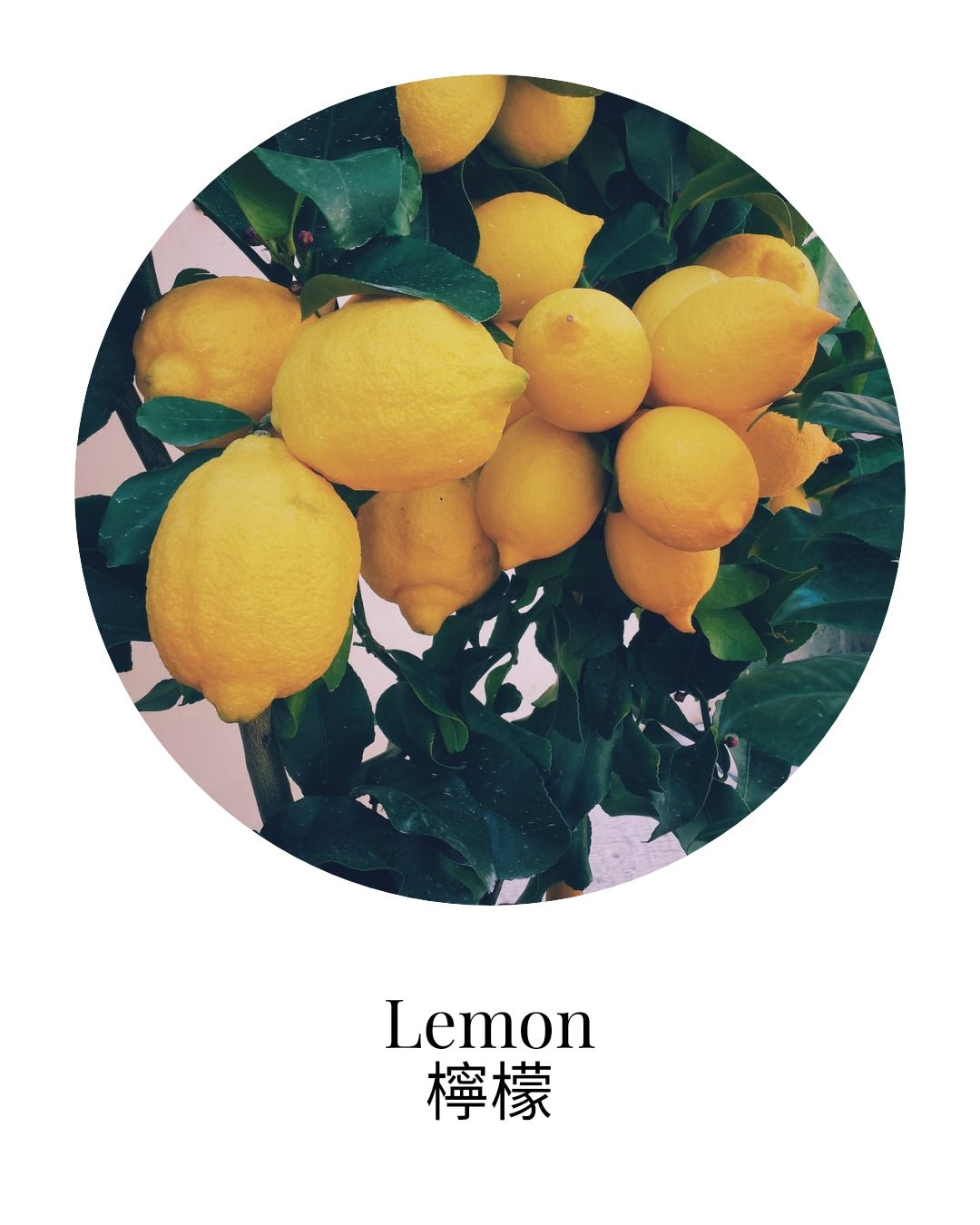 Organic Lemon Essential Oil - APTIVA Essential Oil