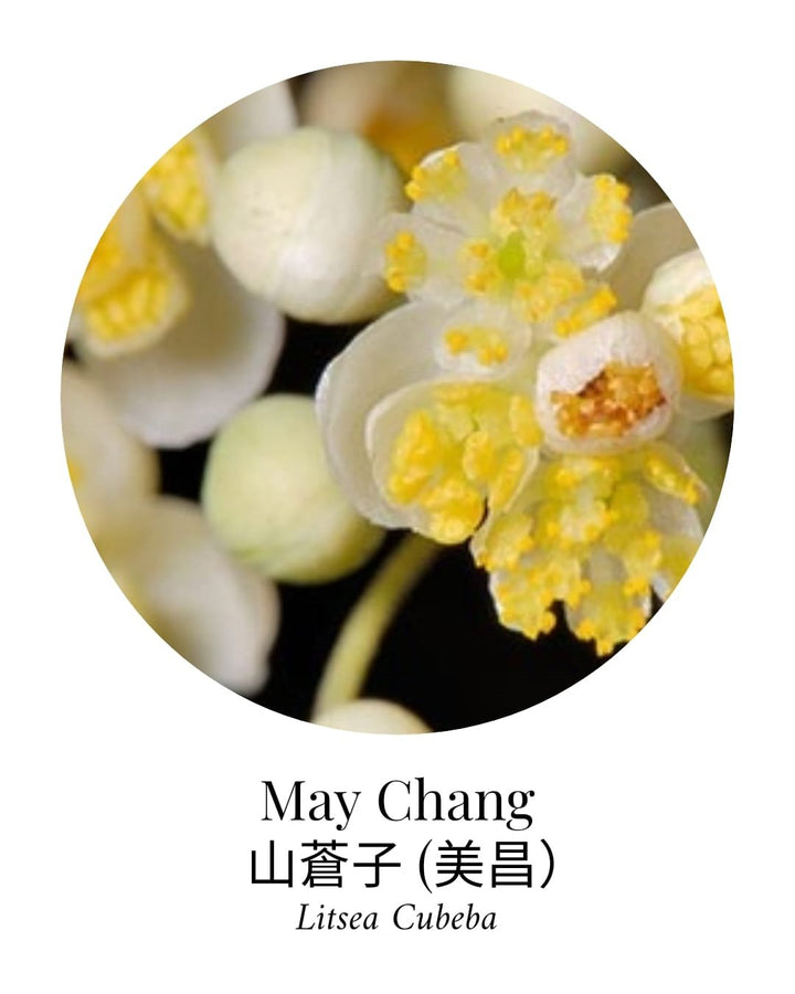 Organic May Chang (Litsea Cubeba) Essential Oil - APTIVA 10mL Essential Oil
