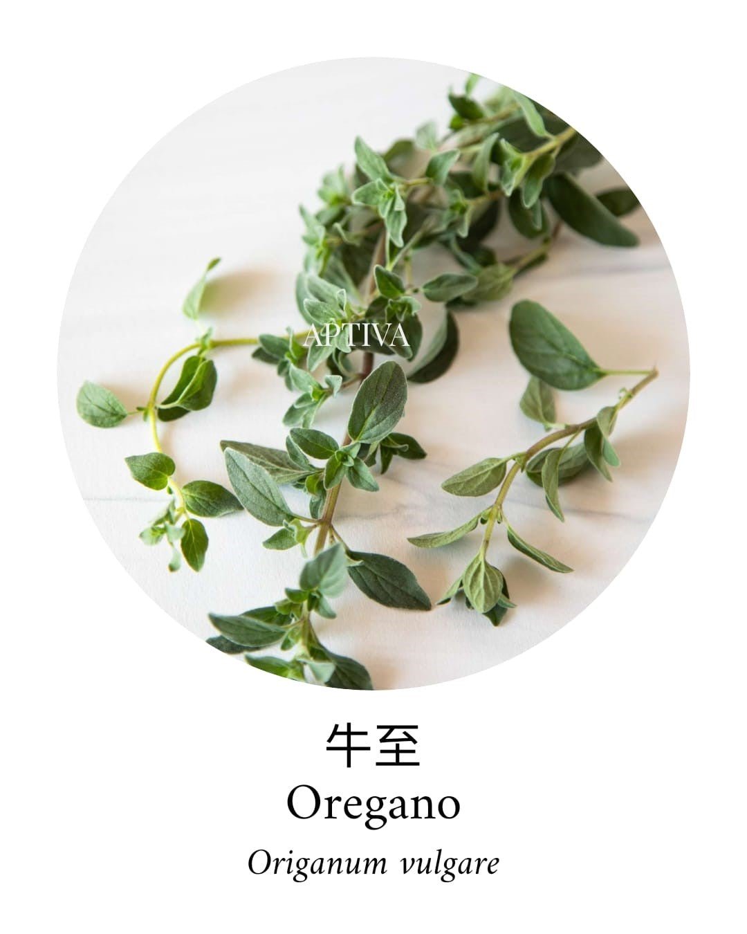 Organic Oregano Essential Oil - APTIVA Essential Oil