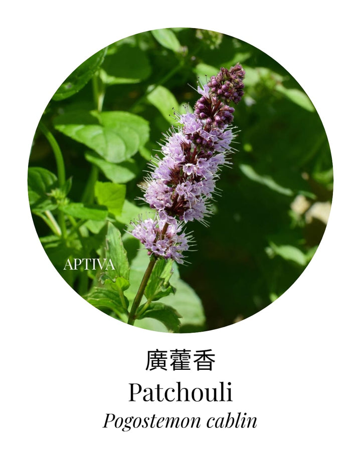 Organic Patchouli Essential Oil - APTIVA