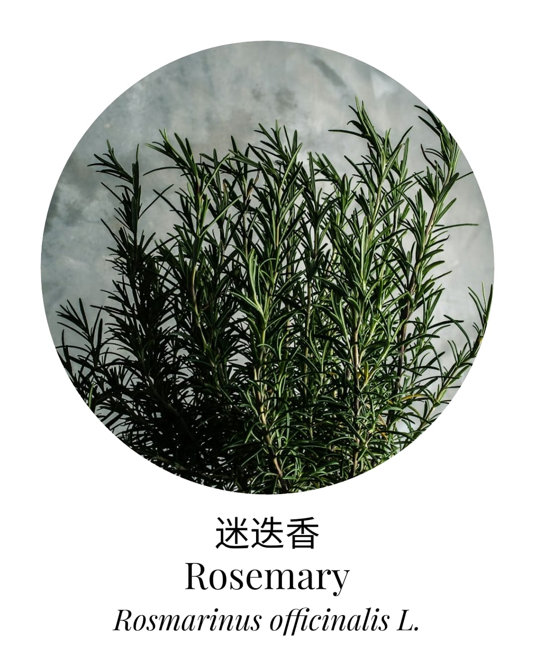 Organic Rosemary 1,8 - Cineole Essential Oil - APTIVA