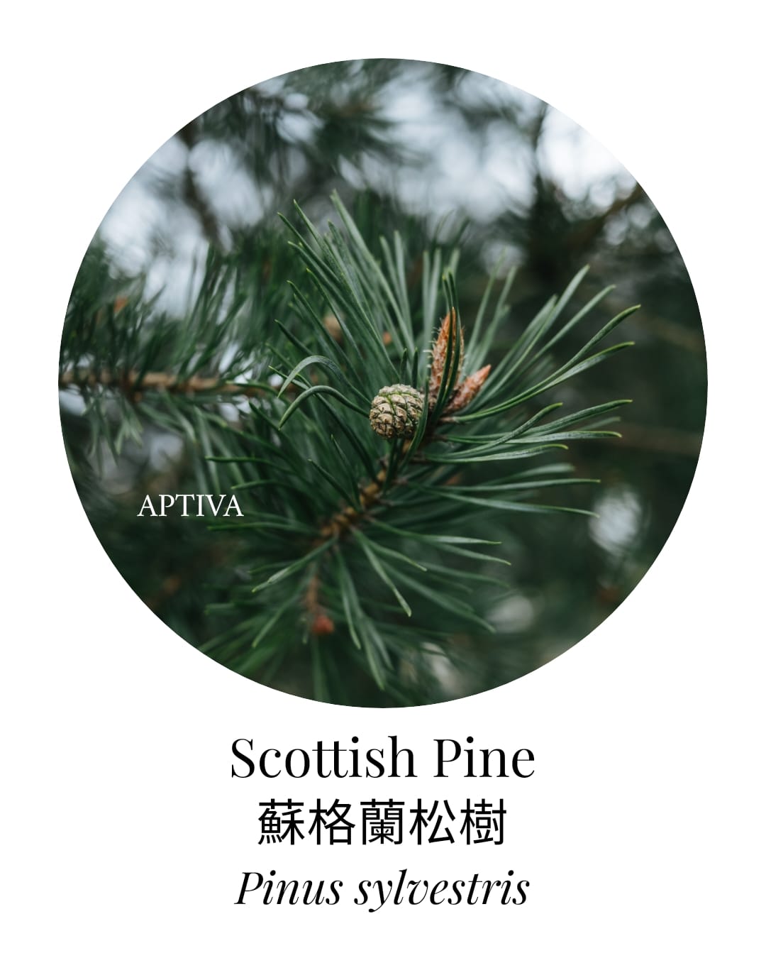 Organic Scots Pine Essential Oil - APTIVA