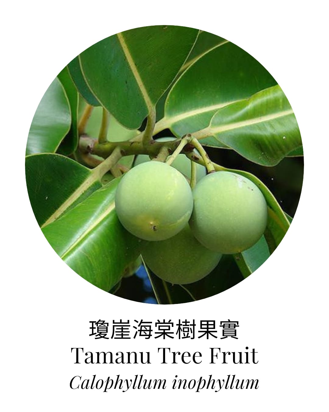 Organic Tamanu Oil - APTIVA Default Title Carrier Oil