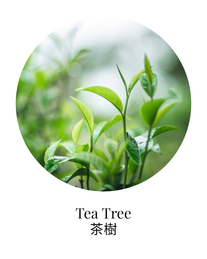 Organic Tea Tree Essential Oil - APTIVA Essential Oil