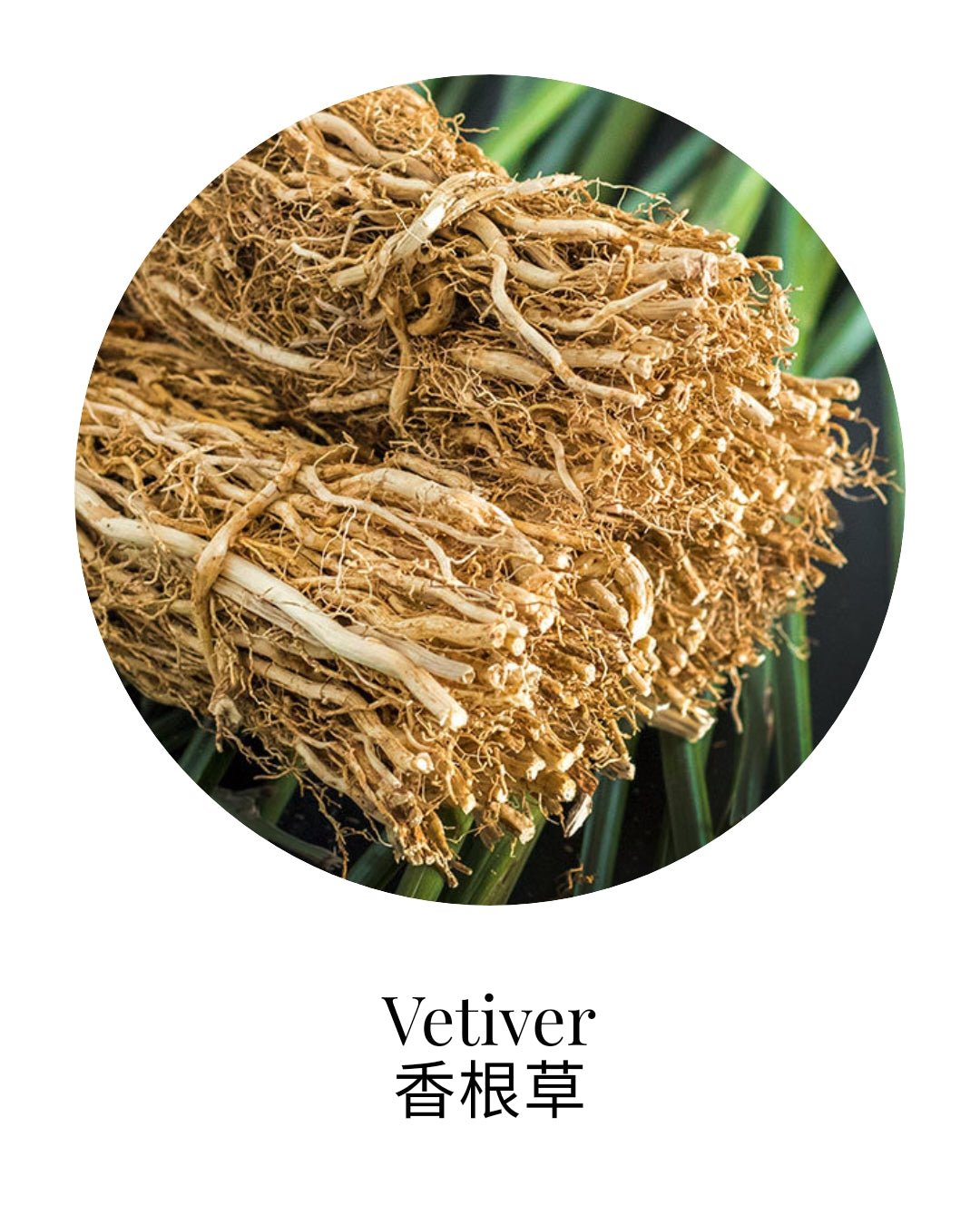 Organic Vetiver Essential Oil - APTIVA Essential Oil